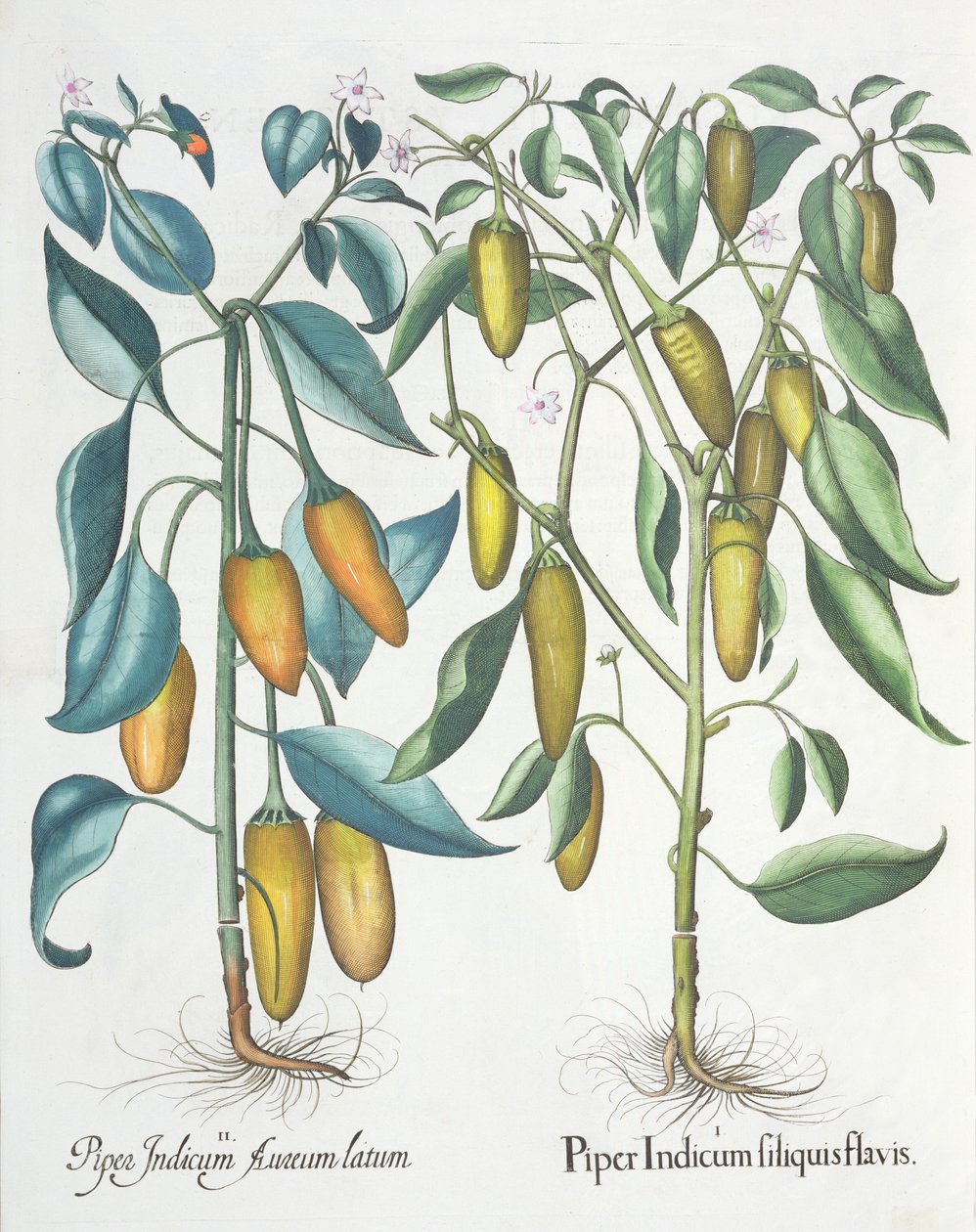 Peberfrugt: 1. Piper indisk gul 2. Piper Indicum aureum latum, fra Hortus Eystettensis af Basil Besler (1561-1629), pub. 1613 af German School