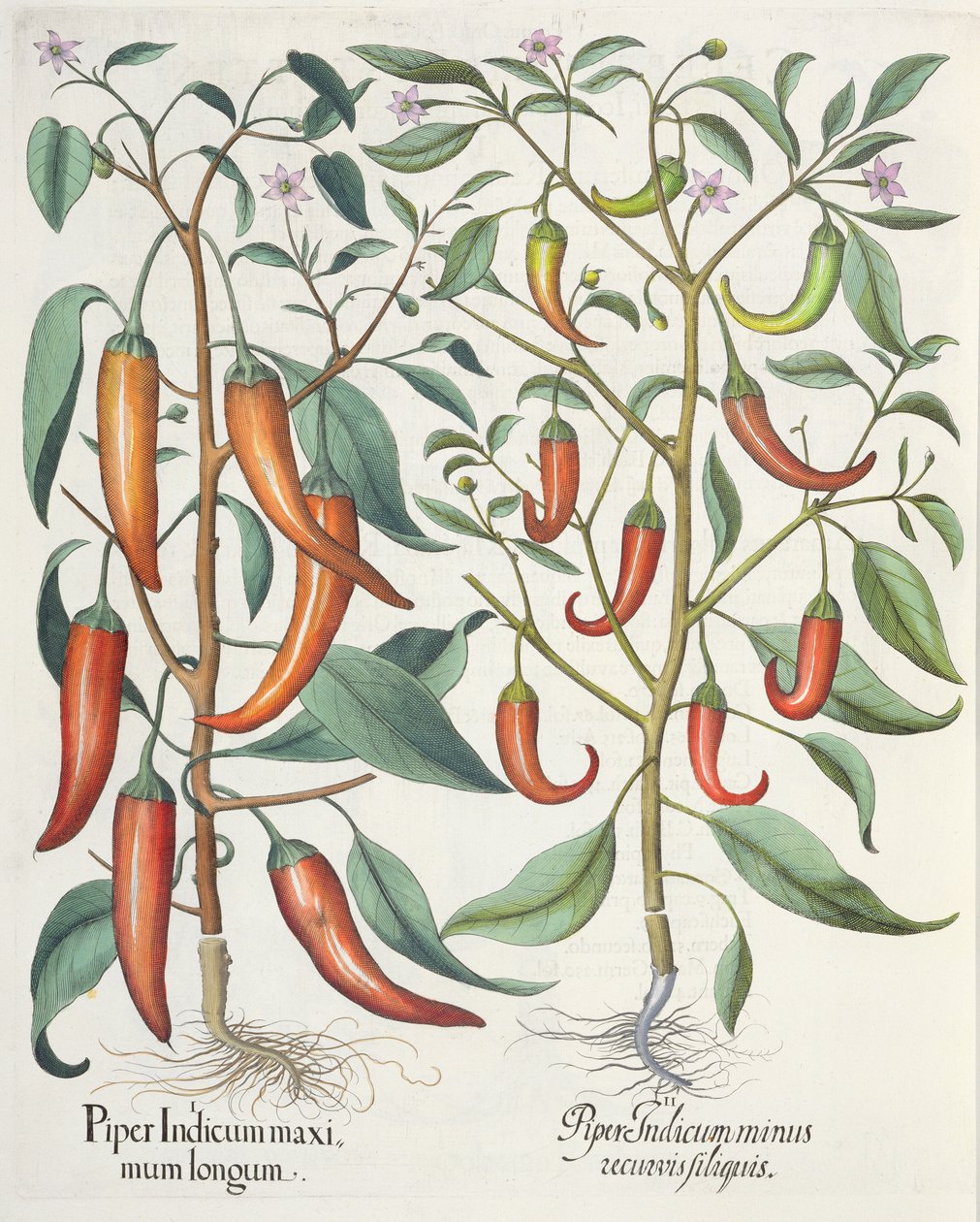 Peberfrugt: 1. Piper Indicum longum; 2. Piper Indicum minus recurvis filiquis, fra Hortus Eystettensis af Basil Besler (1561-1629), pub. 1613 af German School