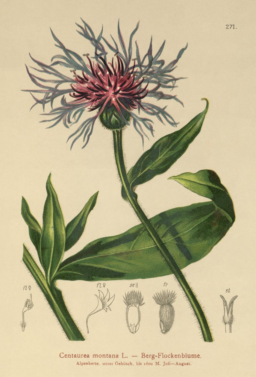 Flerårig kornblomst (Centaurea montana) af German School