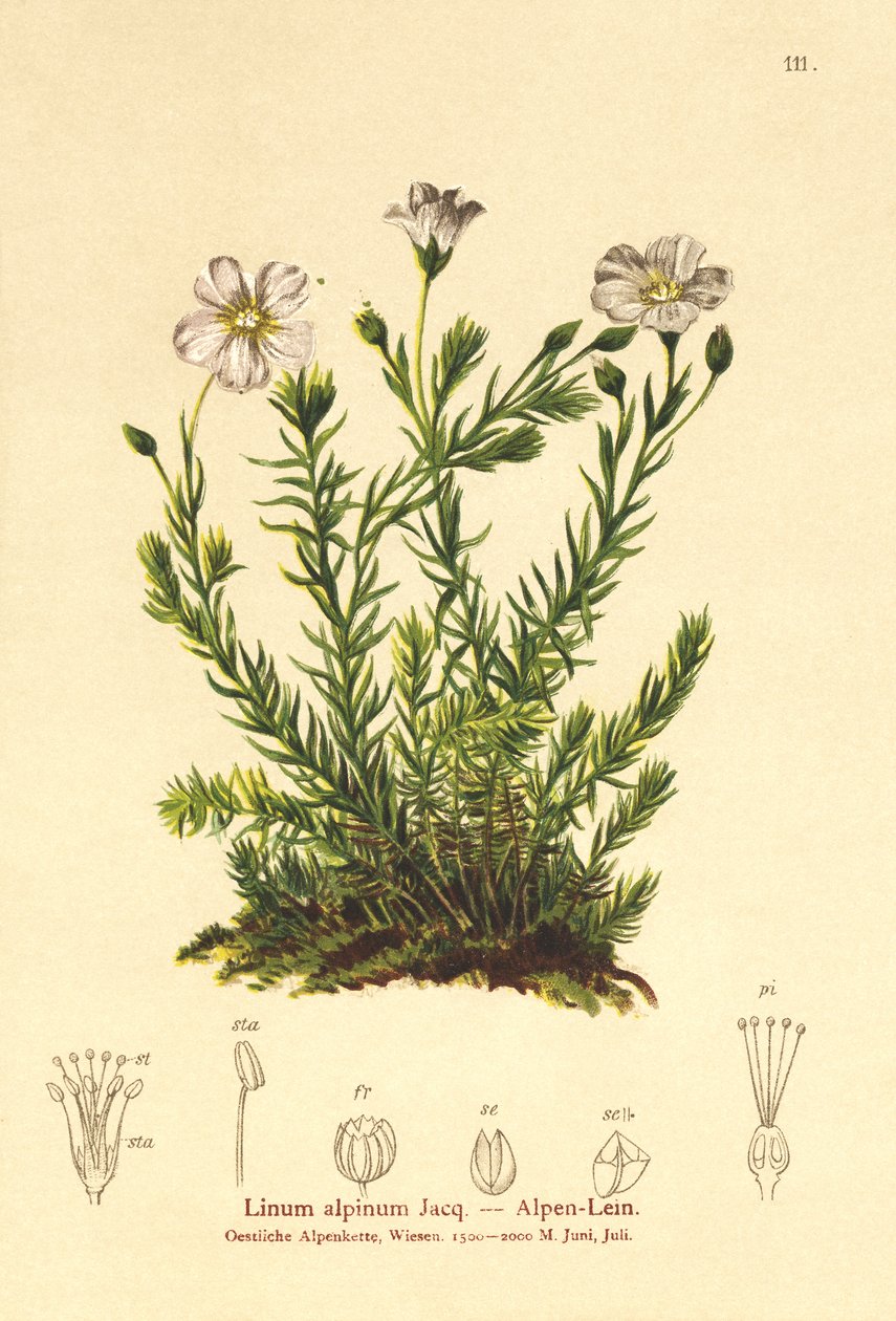 Flerårig hør (Linum Alpenum, Linum perenne) af German School
