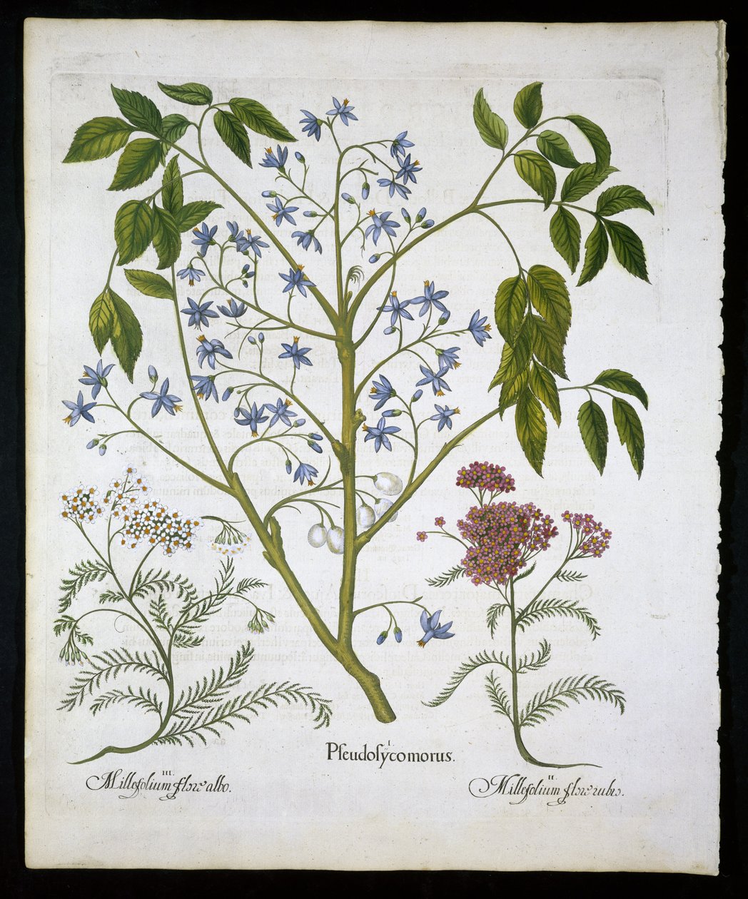 Persisk lilla eller Pride of India, og Achillea Millefolium (Soldiers Woundwort) plade 136 fra Hortus Eystettensis af Basil Besler (1561-1629) pub 1613 (håndfarvet gravering) af German School