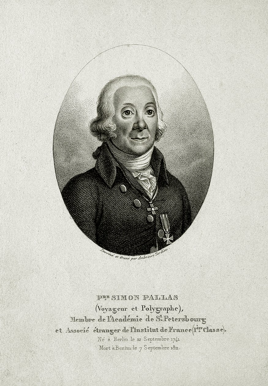 Peter Simon Pallas. (1741 – 1811) (Streggravering) af German School