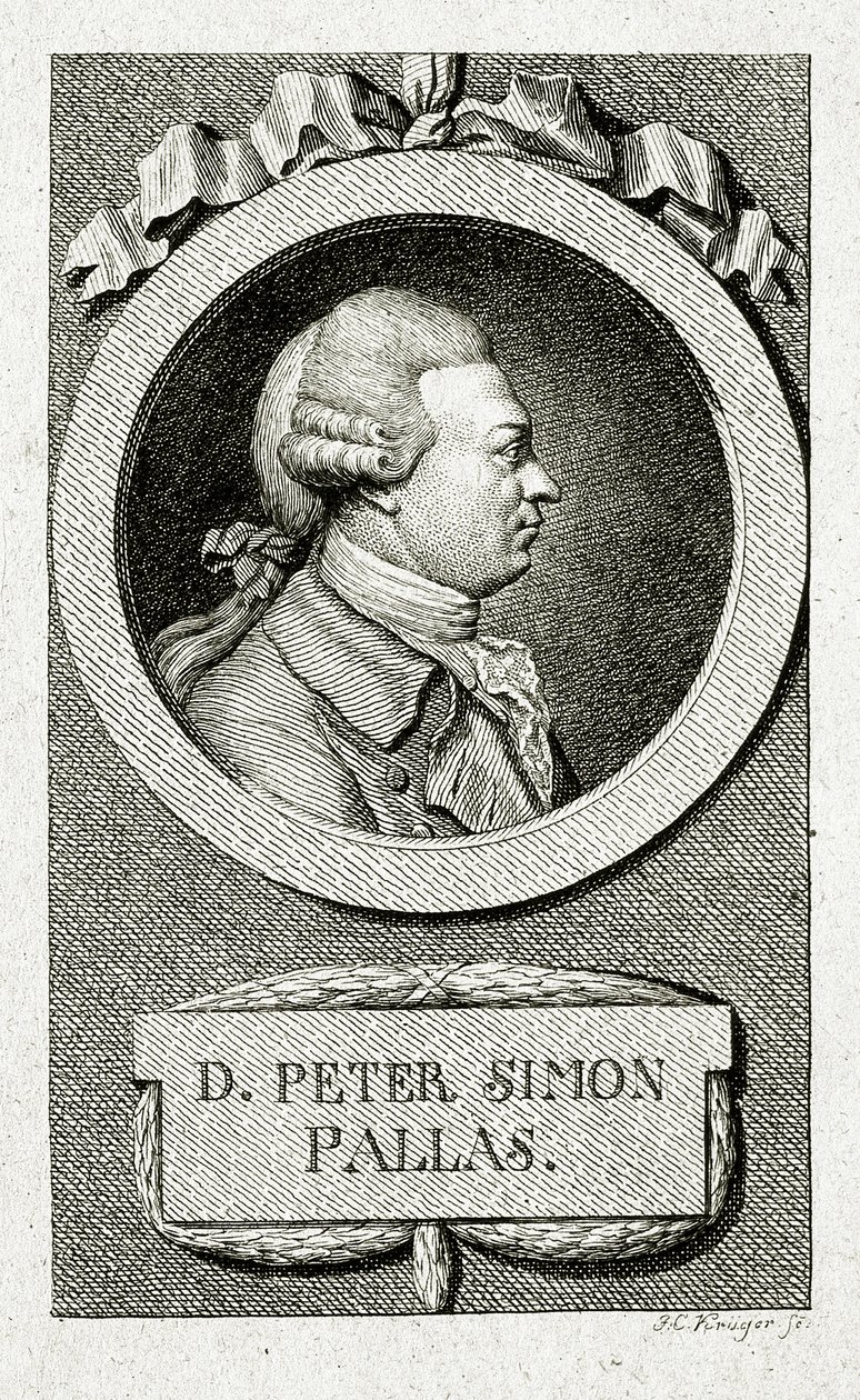Peter Simon Pallas. (1741 – 1811) (Streggravering) af German School