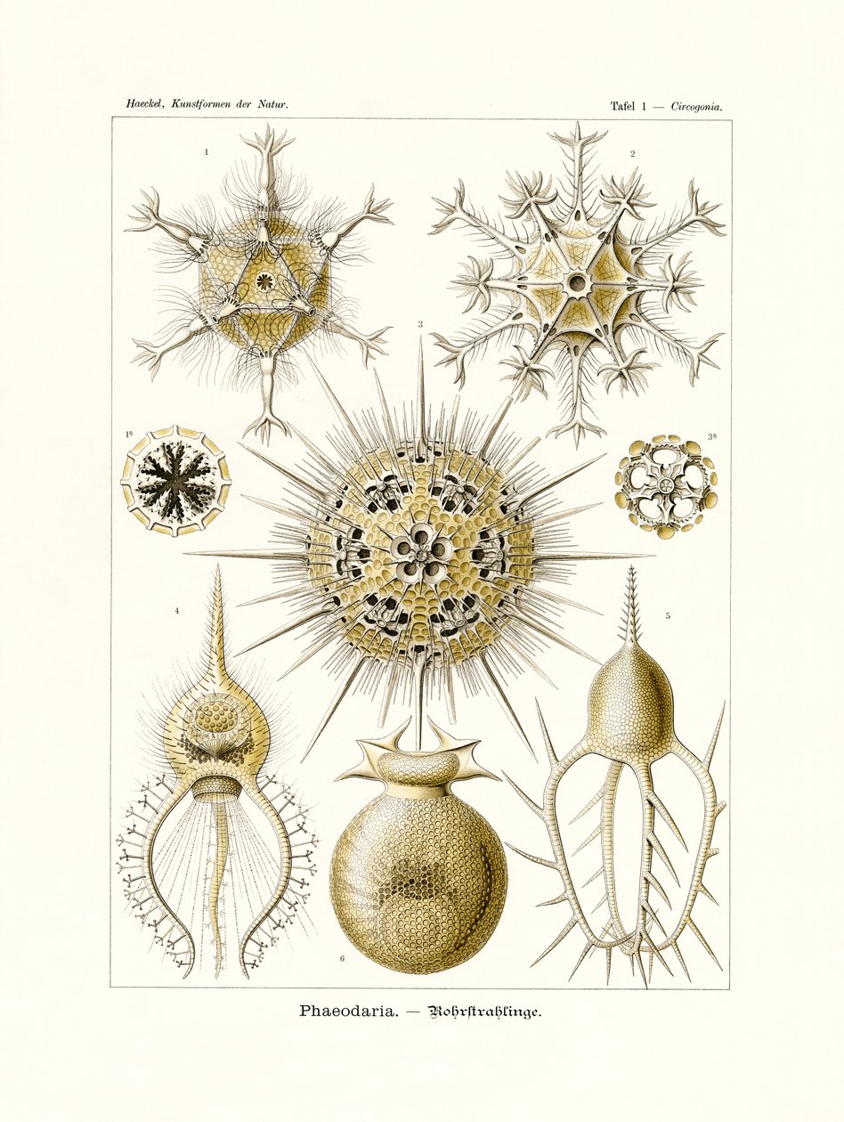 Phaeodaria, 1899-1904 af German School