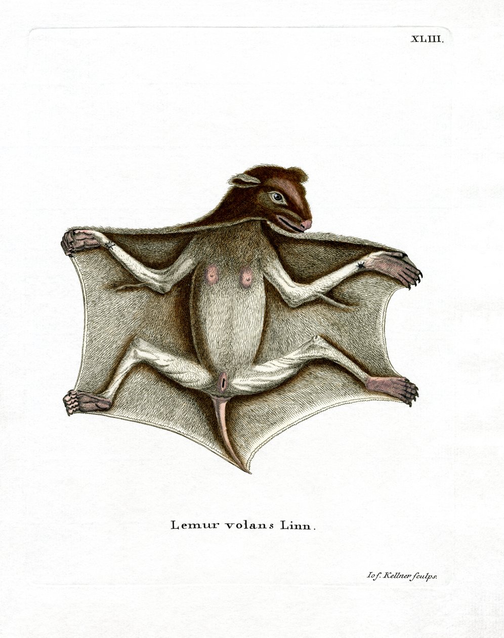 Philippine Flying Lemur (farvet gravering) af German School