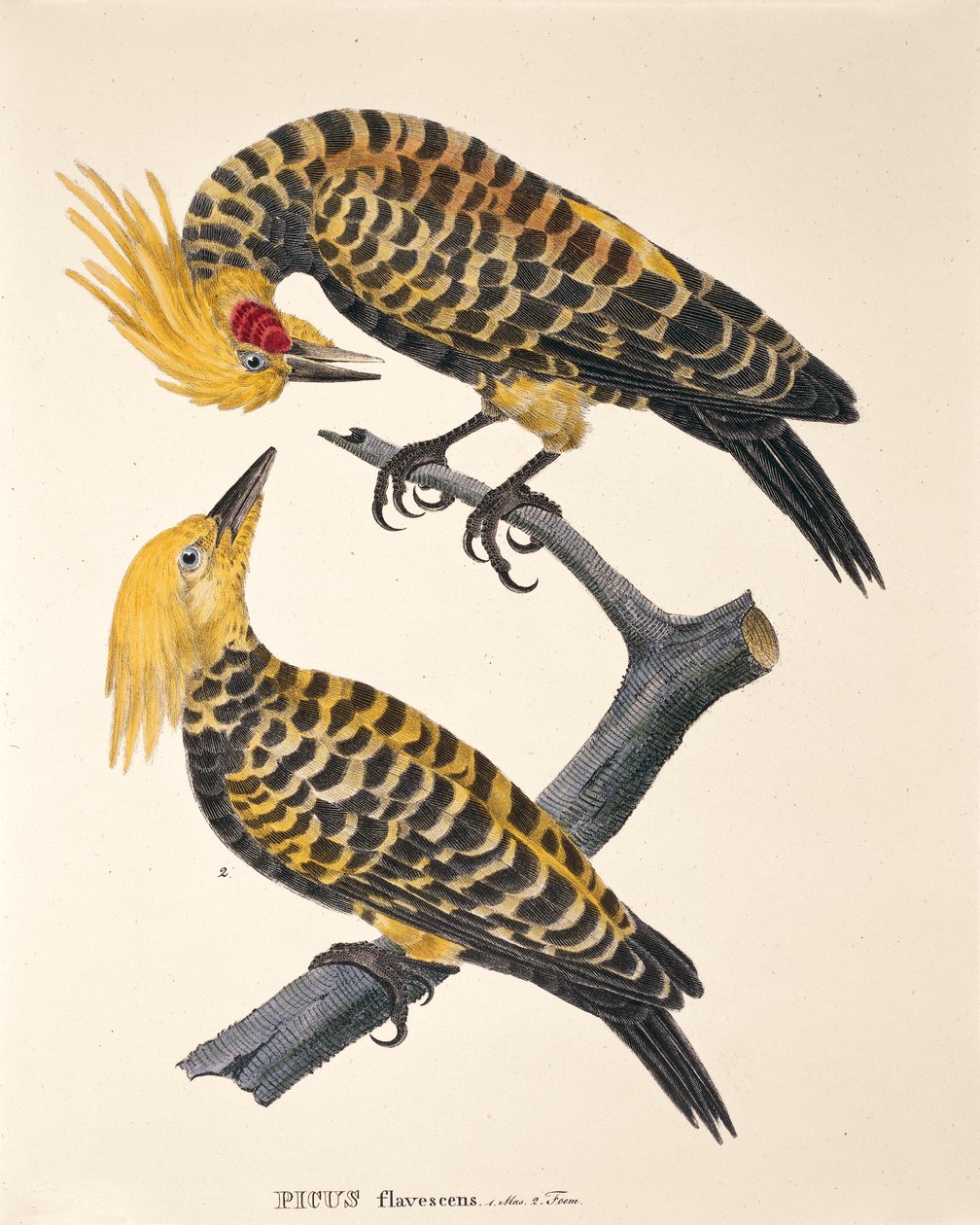Picus Flavescens, fra 