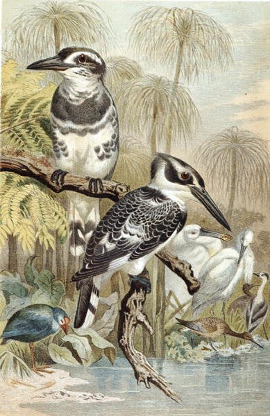 Pied Kingfisher, tallerken fra "Brehms Tierleben: Allgemeine Kunde des Tierreichs", bind 5, s.60, udgivet af Bibliographisches Institut af German School