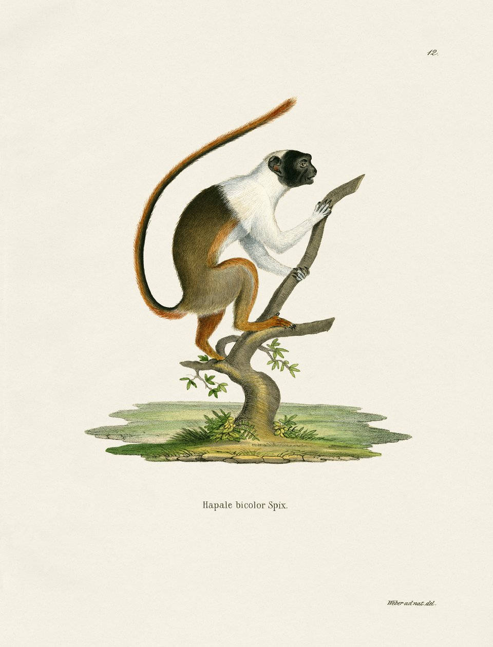 Pied Tamarin (farvet gravering) af German School