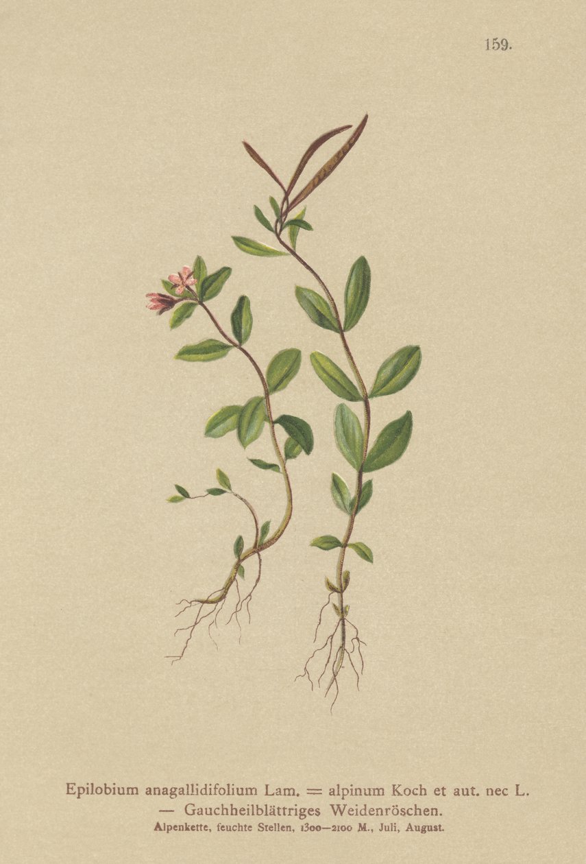Pimpernel Willowherb (Epilobium anagallidifolium, Epilobium alpinum) af German School