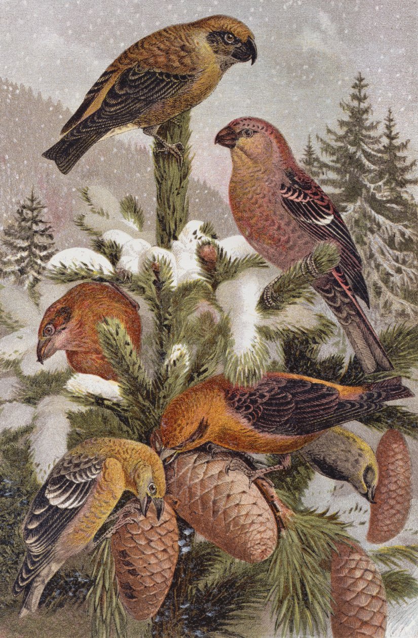 Pine Grosbeak and Crossbill, tallerken fra Brehms Dyreliv: Generel viden om dyreriget, bind 4, s. 314, udgivet af Bibliografisk Institut, 1891 af German School