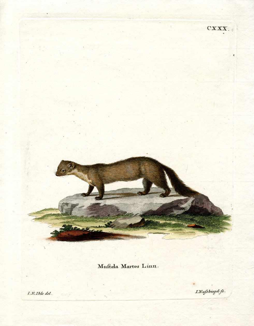 Pine Marten (farvet gravering) af German School