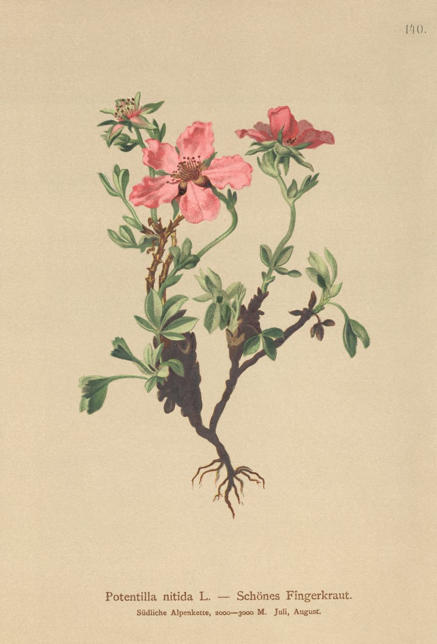 Pink Klokkelyng (Potentilla nitida) af German School