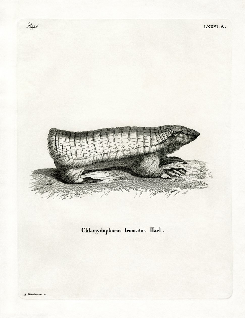Pink Fairy Armadillo (farvet gravering) af German School