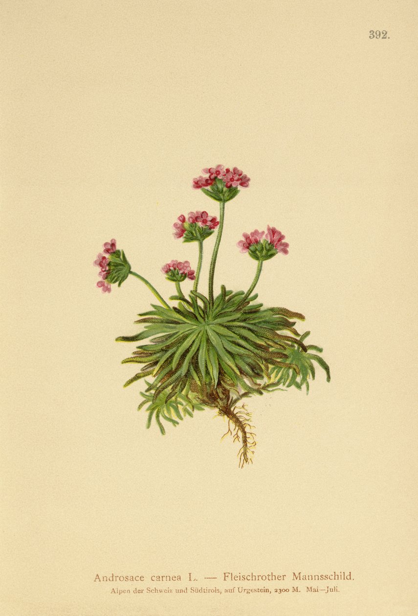 Pink Rock Jasmin (Androsace carnea) af German School