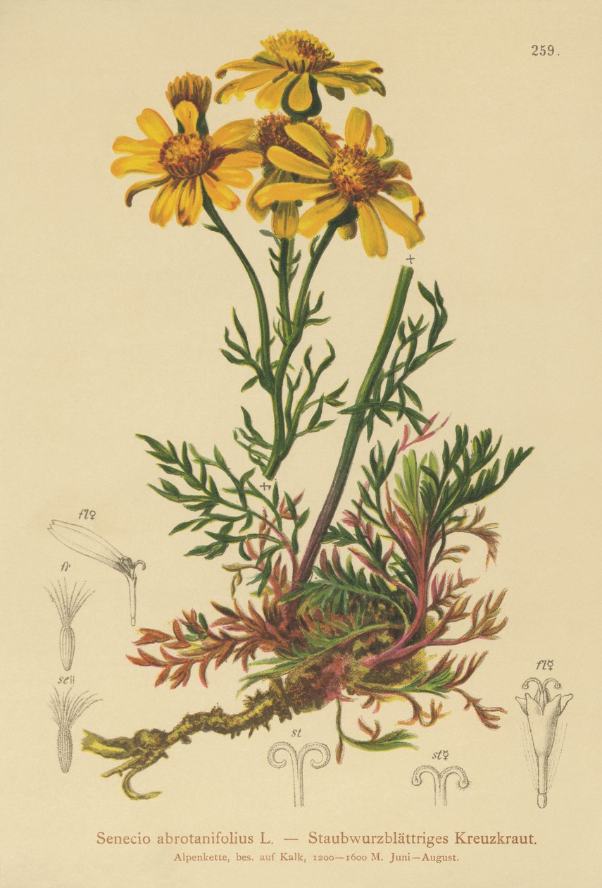 Fligbladet Ragwort (Senecio abrotanifolius, Jacobaea abrotanifolia) af German School