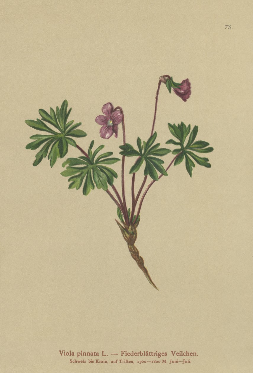 Violet (Viola pinnate) af German School