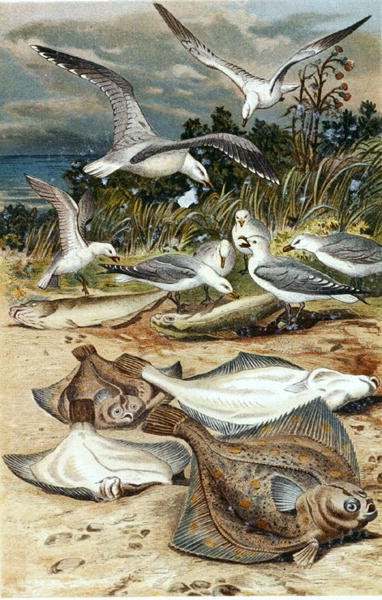 Rødspætte, plade fra "Brehms Tierleben: Allgemeine Kunde des Tierreichs", bd. 8, s. 226, udgivet af Bibliographisches Institut af German School