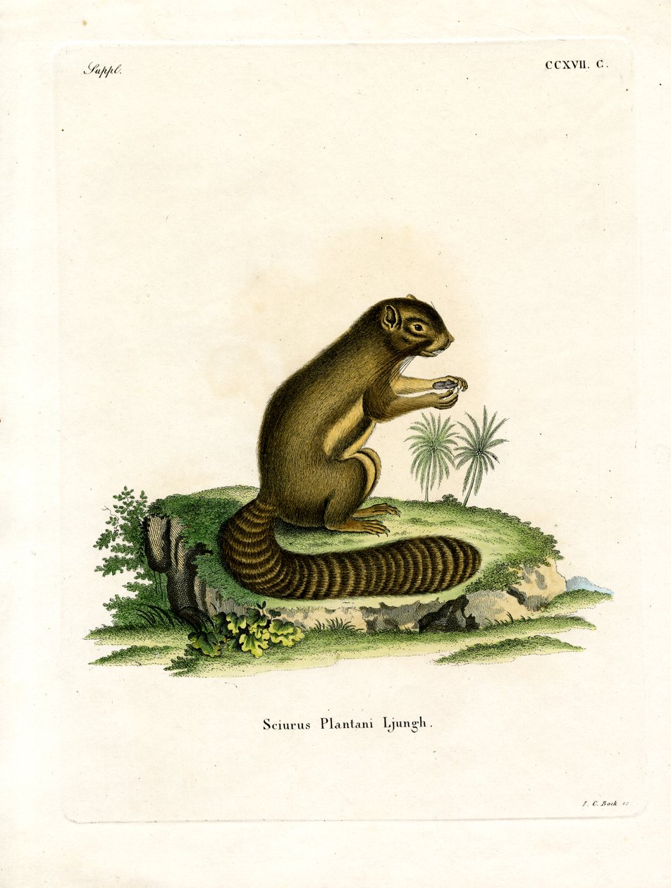 Plantain egern (farvet gravering) af German School