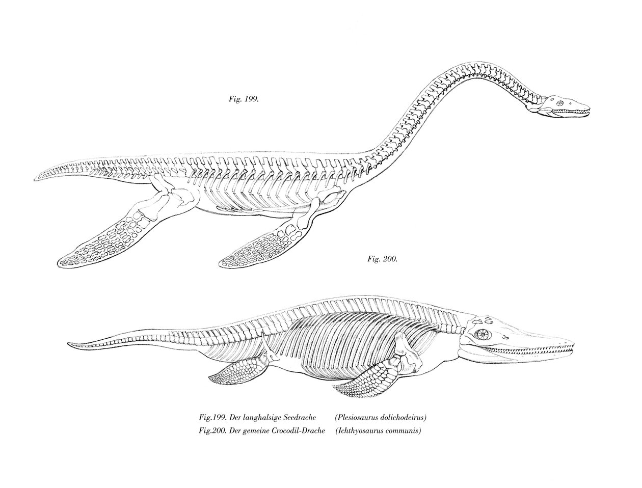 Plesiosaur (farve litho) af German School