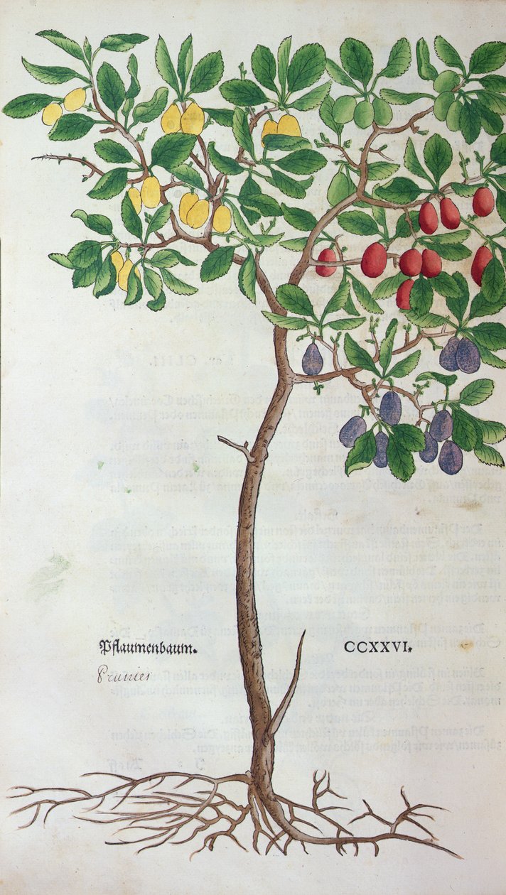 Blommetræ, en botanisk plade fra herbariet af Leonhart Fuchs (1501-66), udgivet i Basel, 1543 af German School