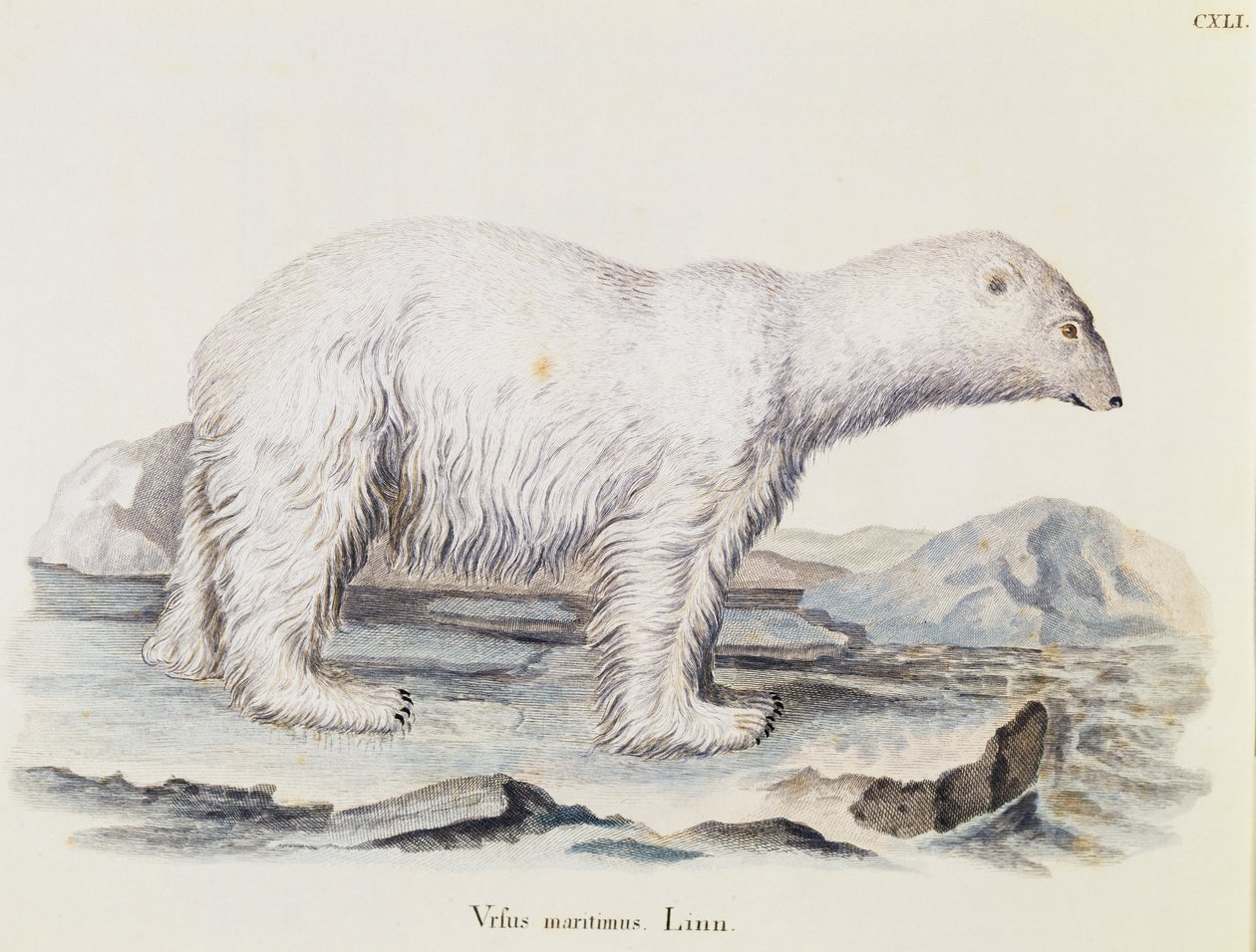 Isbjørn (Ursus maritimus), fra Pattedyr illustreret fra Nature med beskrivelser, af Johann Christian Daniel von Schreber (1739-1810), gravering af IC Bock efter tegning af Marechal, bind 3, tabel 141, Tyskland af German School