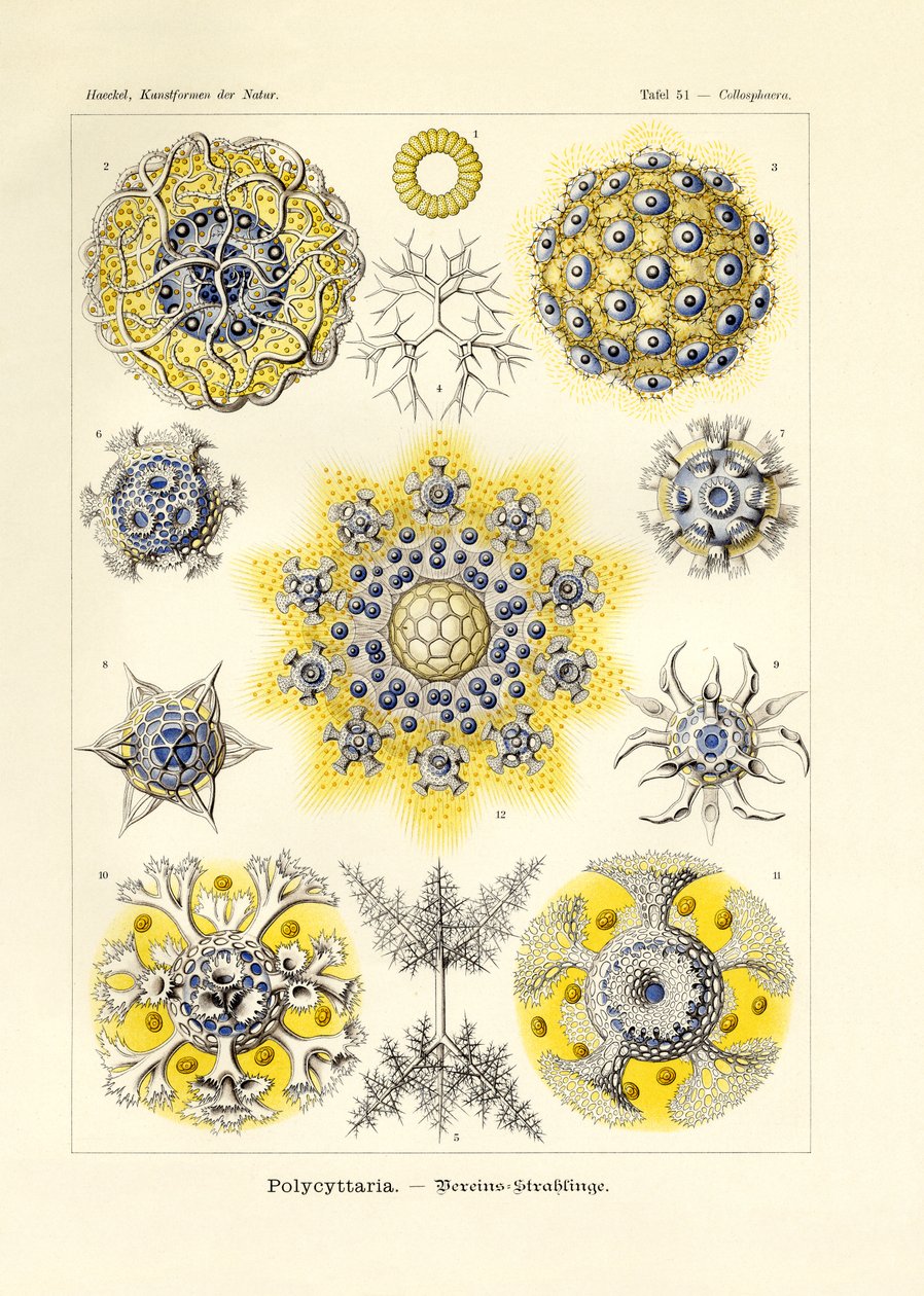 Polycyttaria af German School