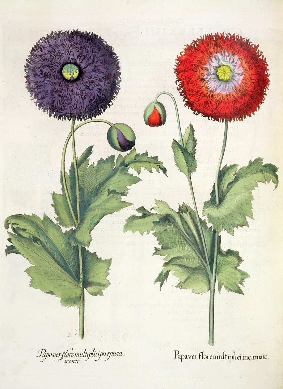 Valmuer: 1. Valmue i en flerfoldig blomst inkarneret; 2. Papirblomst fra Hortus Eystettensis af Basil Besler (1561-1629), pub. 1613 af German School