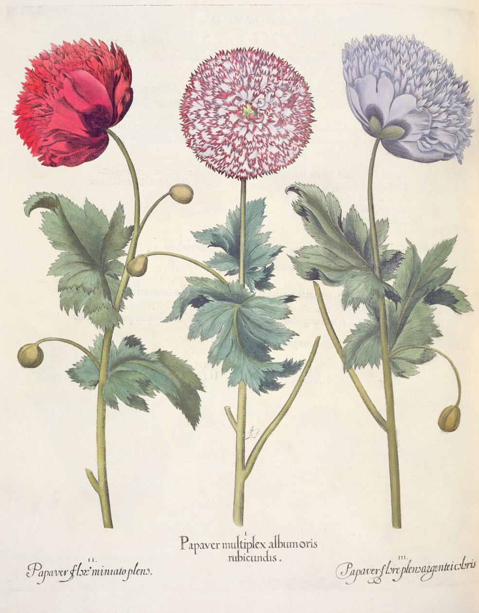 Valmuer: 1. Valmue er et kompleks af rødskallede valmuer; 2. Valmue, fuld af miniato-blomst; 3. Papirblomst fuld af farver, fra Hortus Eystettensis af Basil Besler (1561-1629), pub. 1613 af German School