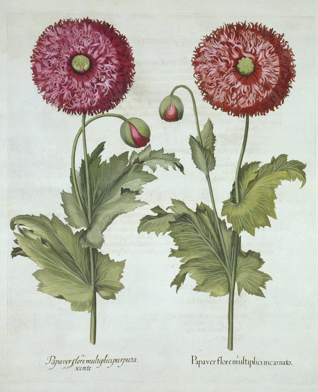 Valmuer, fra Hortus Eystettensis, af Basil Besler (1561-1629) pub. 1613 af German School