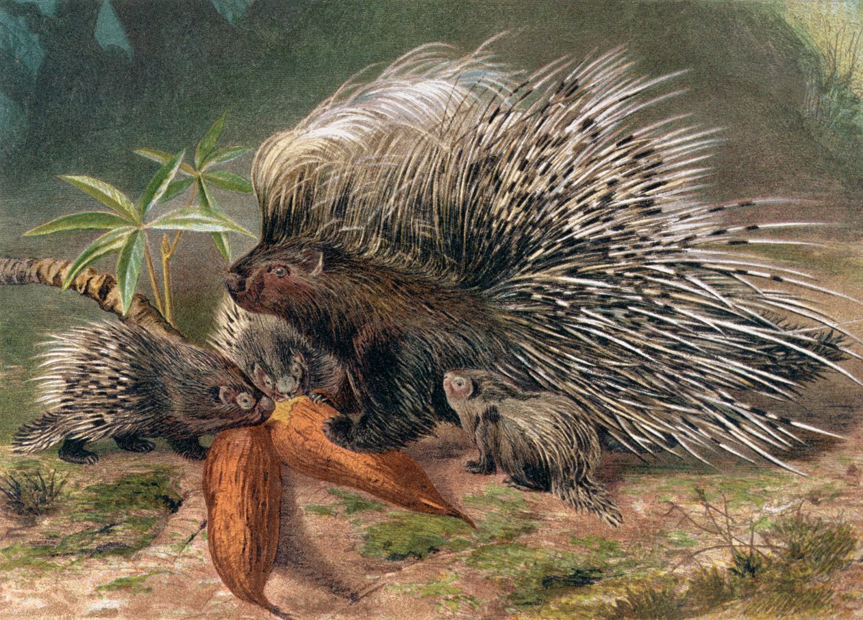 Porcupine, tallerken fra Brehms Animal Life: General Knowledge of the Animal Kingdom, vol.2, s.560, udgivet af Bibliografisk Institut, 1890 af German School