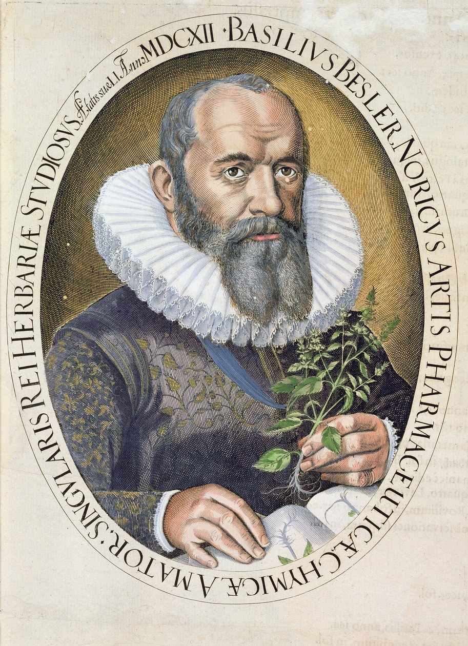 Portræt af Basil Besler (1561-1629) i 1612, fra Hortus Eystettensis, pub. 1613 af German School