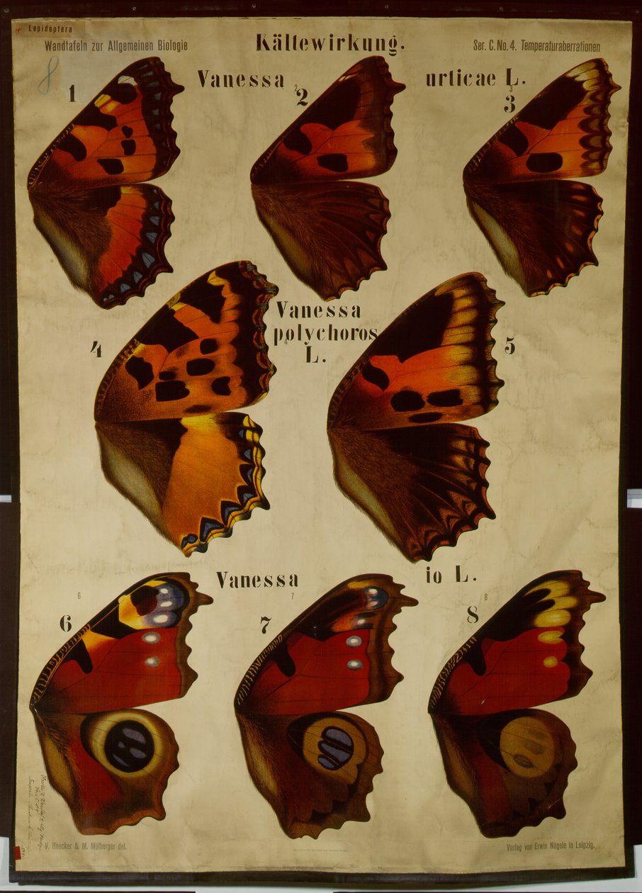 Plakat, der illustrerer effekten af temperatur på forskellige typer sommerfugle af German School