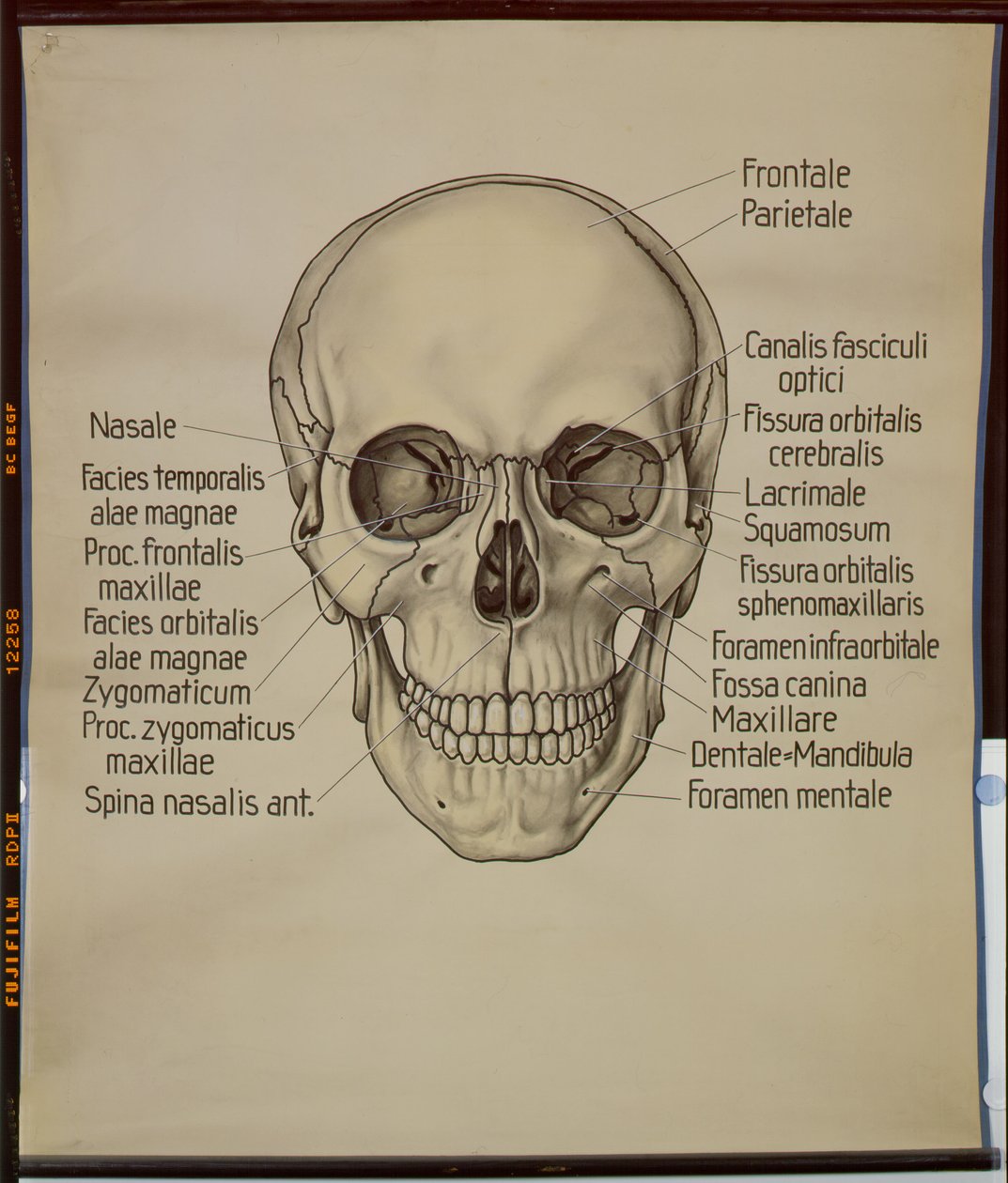 Plakat af et menneskeskalle af German School