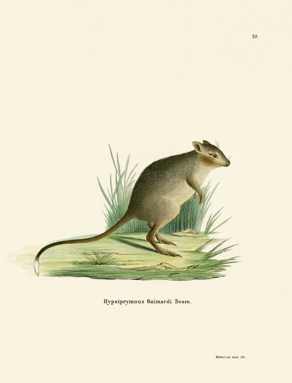 Potoroo (farvet gravering) af German School