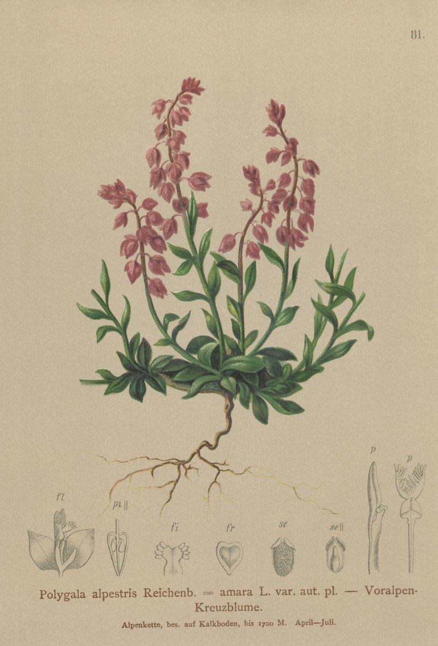 Foralpin mælkeurt (Polygala alpestris, Polygala amara var. aut. pl., Polygala brachyptera) af German School