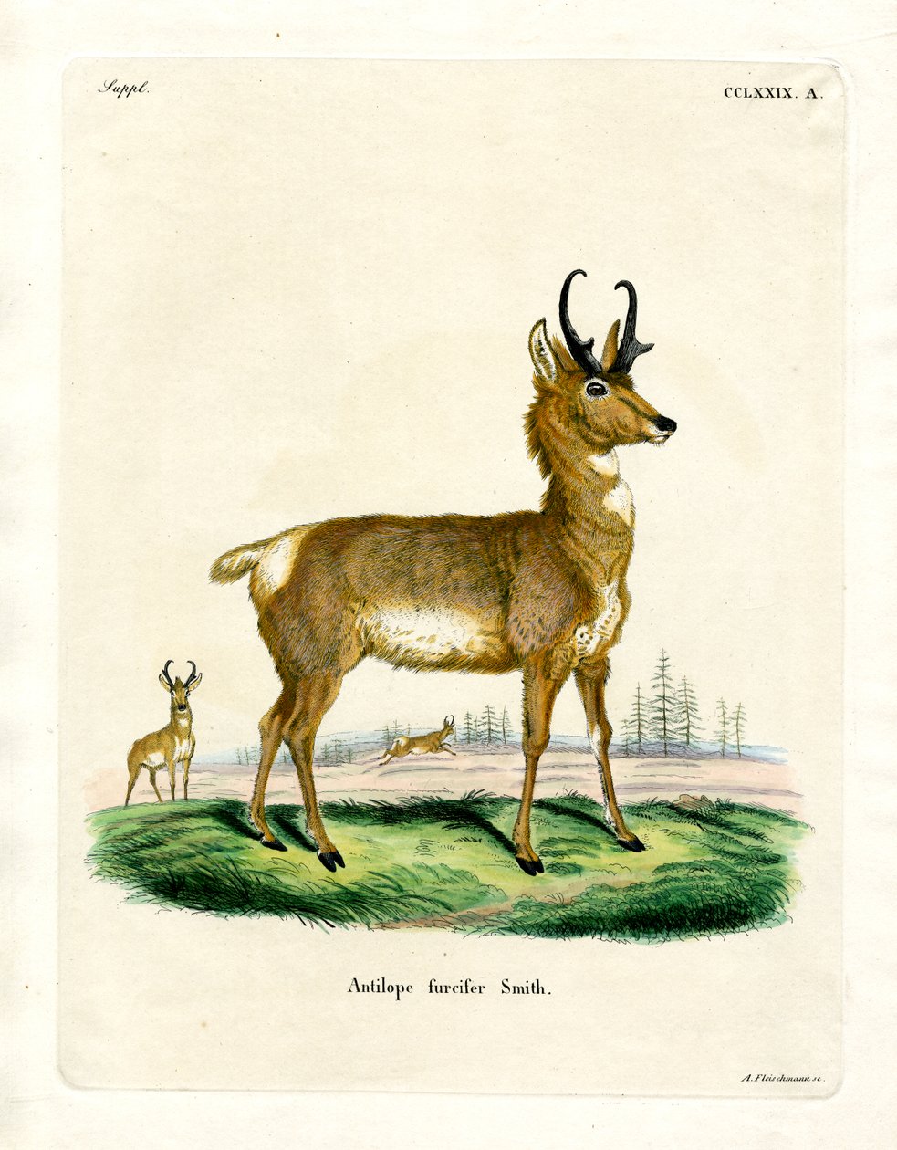 Pronghorn Antilope (farvet gravering) af German School