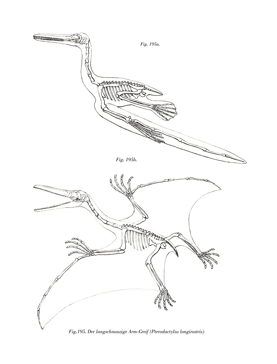 Pterodactyl (farve litho) af German School