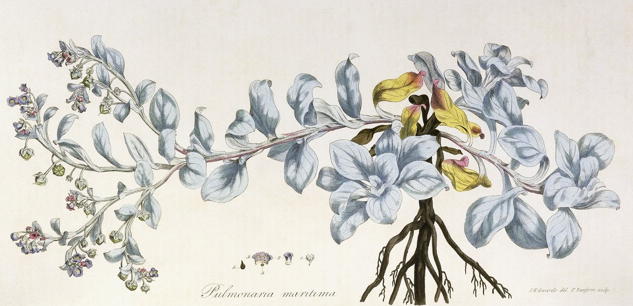 Pulmonaria Maritima, 1785-1788 af German School