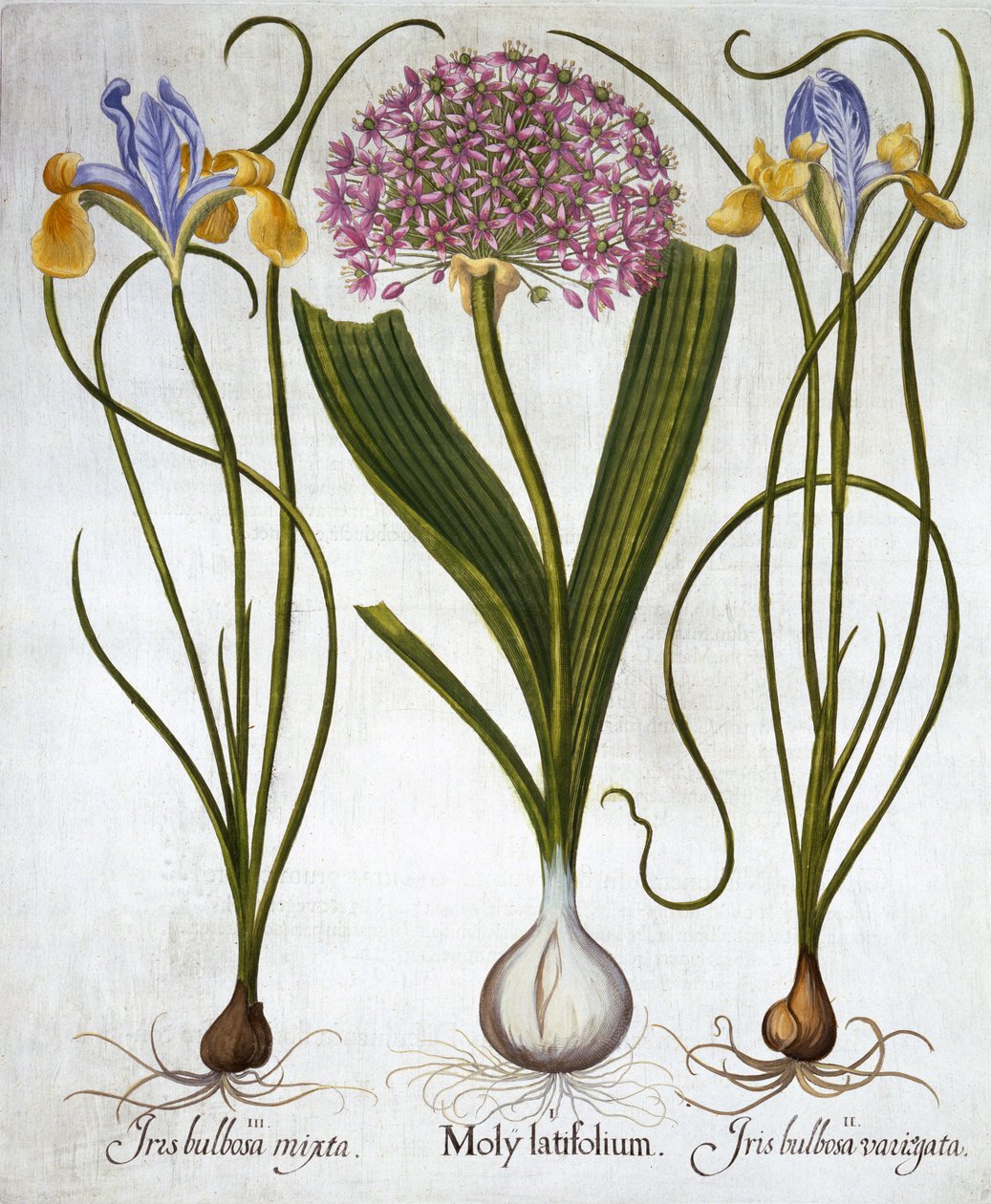 Purple Sensation, and Spanish Irises, fra Hortus Eystettensis, af Basil Besler (1561-1629), pub. 1613 (håndkoloreret gravering) af German School
