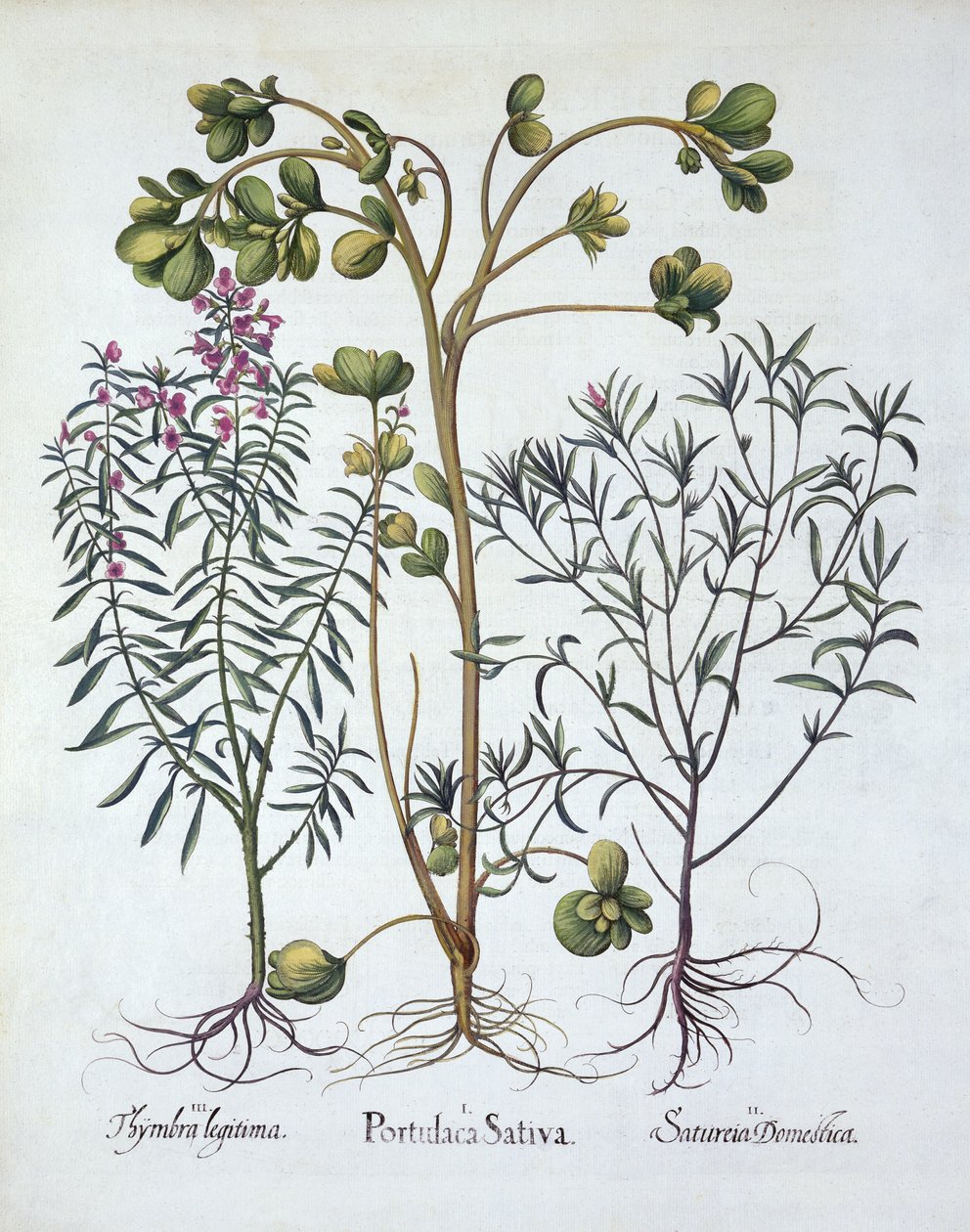 Portulak, Summer Savory og Winter Savory, fra Hortus Eystettensis, af Basil Besler (1561-1629), pub. 1613 (håndkoloreret gravering) af German School