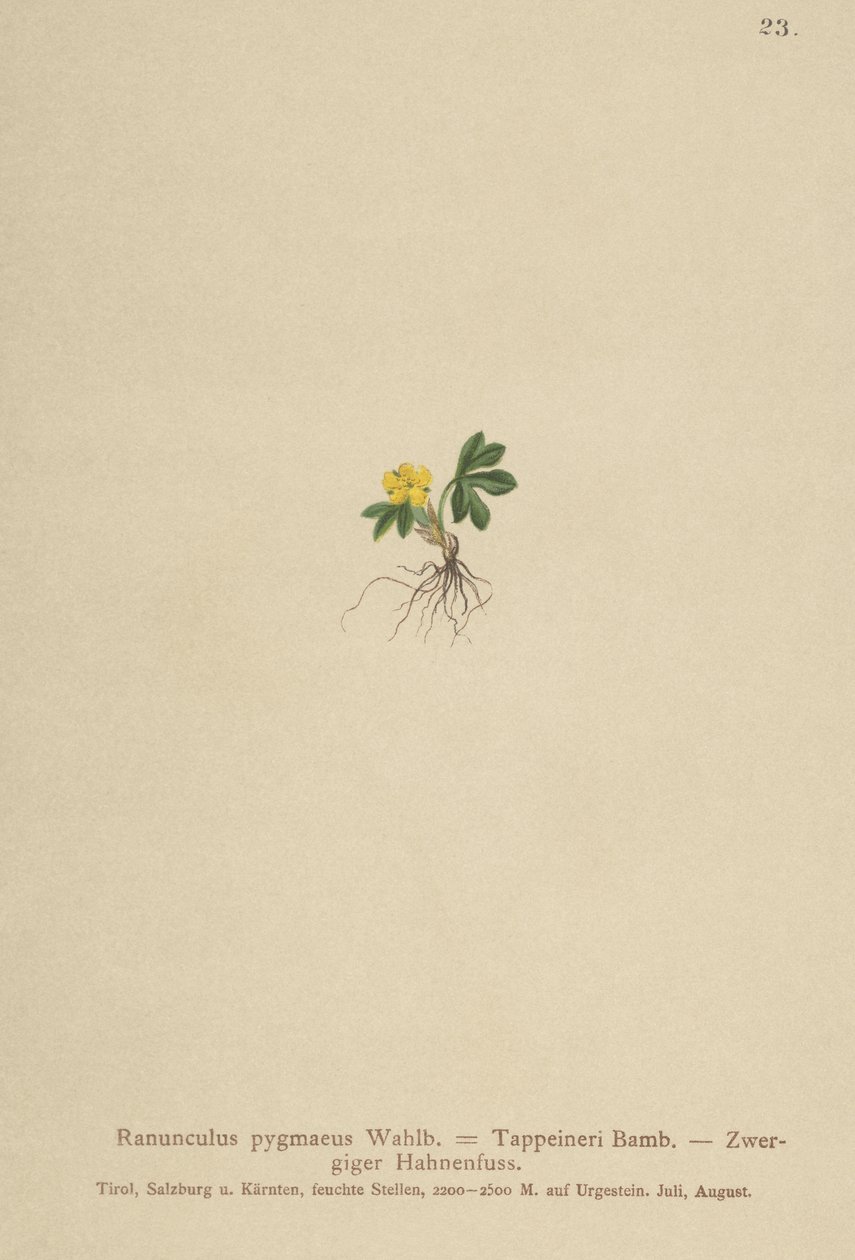 Dværgsmørblomst (Ranunculus pygmaeus, Ranunculus tappeineri, Ranunculus baerianus, Ranunculus pygmaeus var. Langeanu) af German School