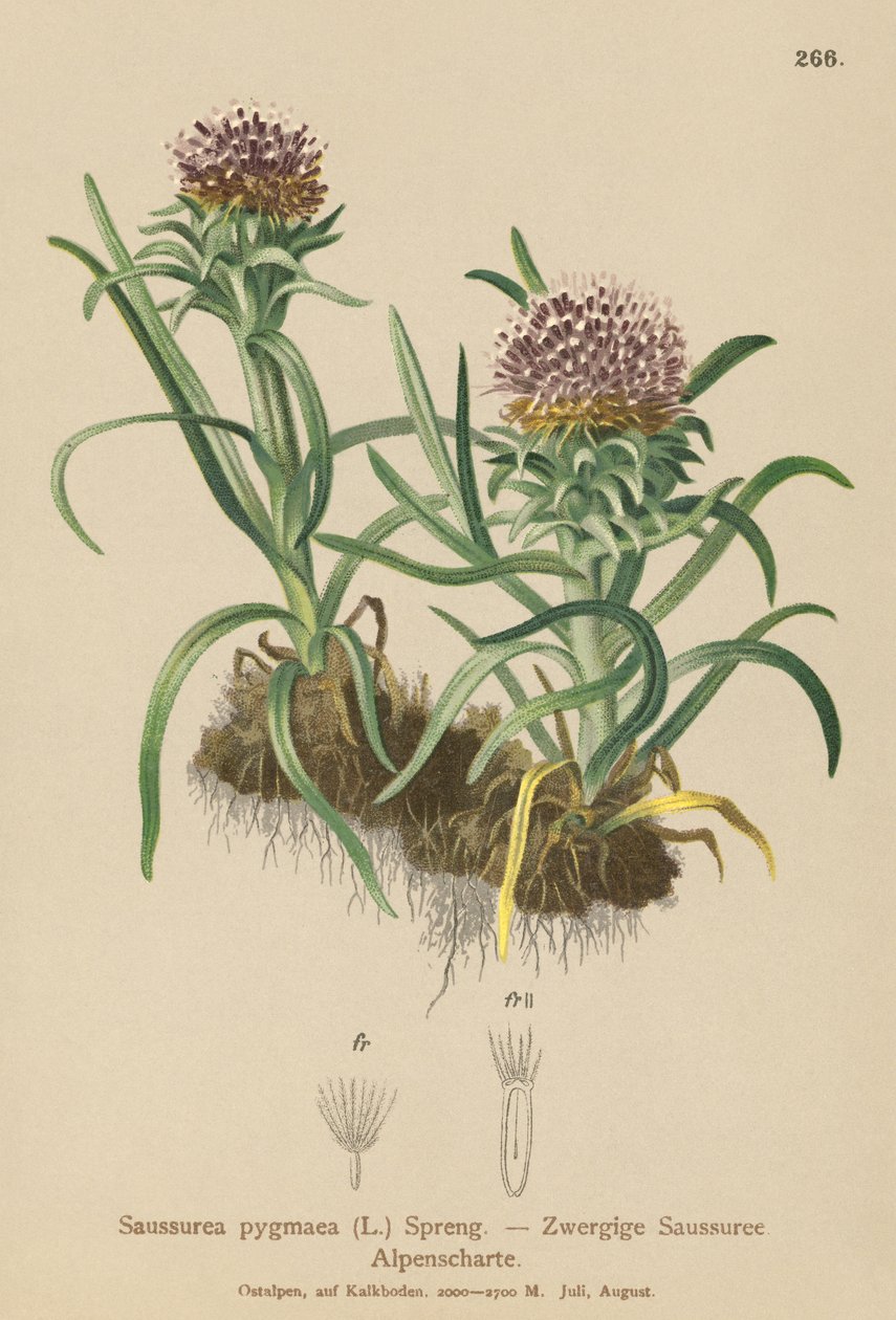 Dværg-Saussurea (Saussurea pygmaea) af German School