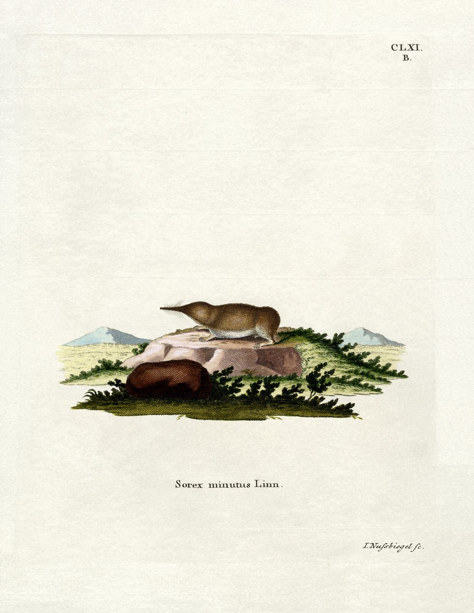 Pygmy Shrew (farvet gravering) af German School