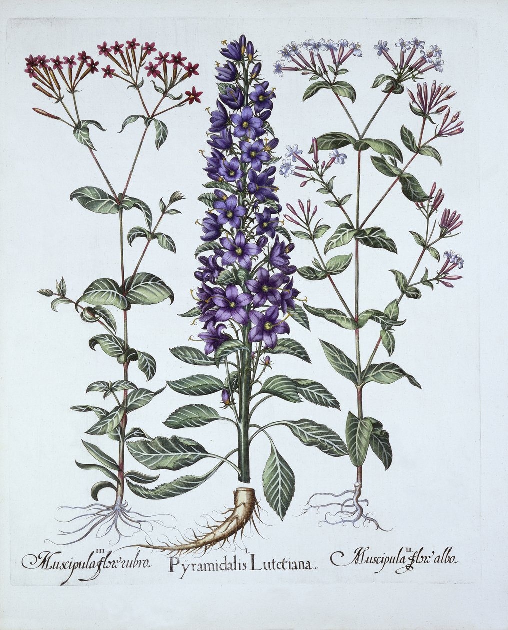 Pyramidal Campanula, Muscipulas, fra Hortus Eystettensis, af Basil Besler (1561-1629), pub. 1613 (håndkoloreret gravering) af German School