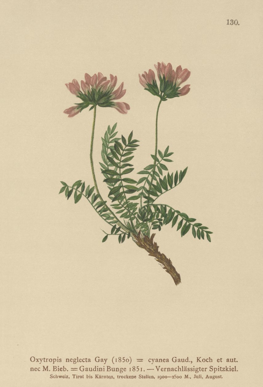 Pyrenæisk mælkevikke (Oxytropis neglecta, Oxytropis cyanea, Oxytropis Gaudini, Oxytropis albana, Oxytropis caucasica, Oxytropis pyrenaica, Astragalus pyrenaicus). af German School