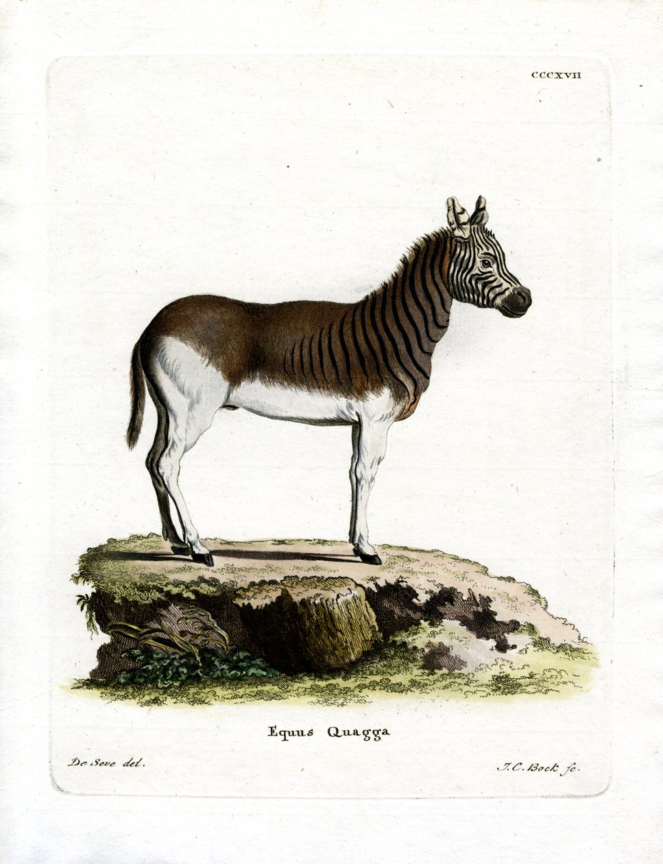 Quagga (farvet gravering) af German School