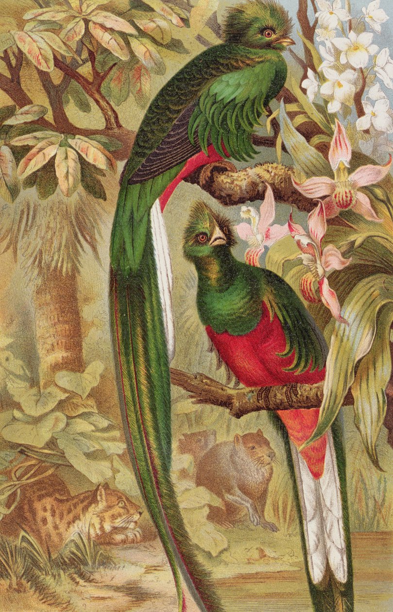 Quetzal, tallerken fra Brehms Tierleben: Allgemeine Kunde des Tierreichs, bind 5, s.6, udgivet af Bibliographisches Institut, 1892 af German School