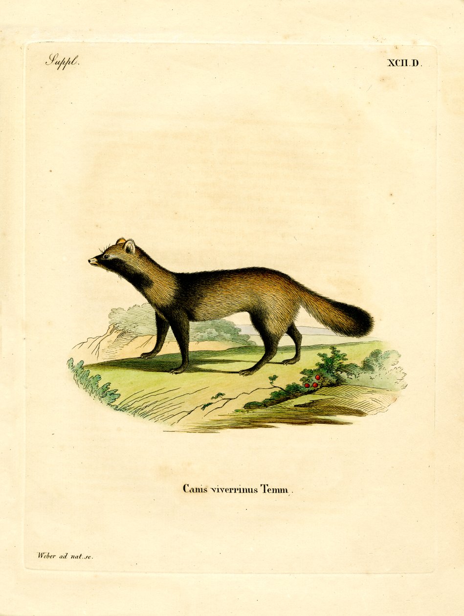 Raccoon Dog (farvet indgravering) af German School