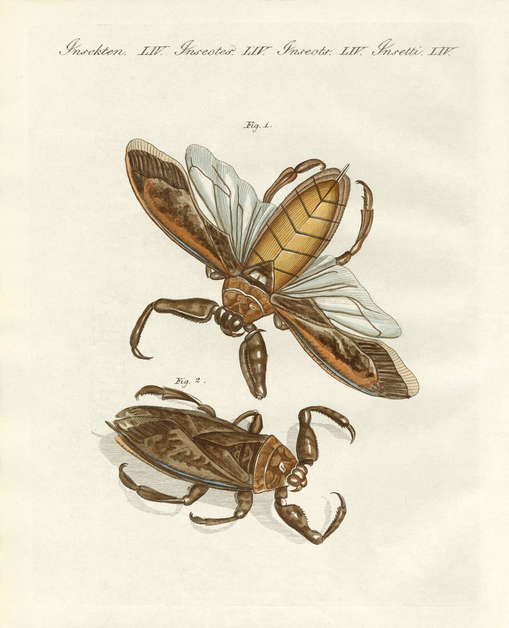 Sjældne insekter (farvet indgravering) af German School