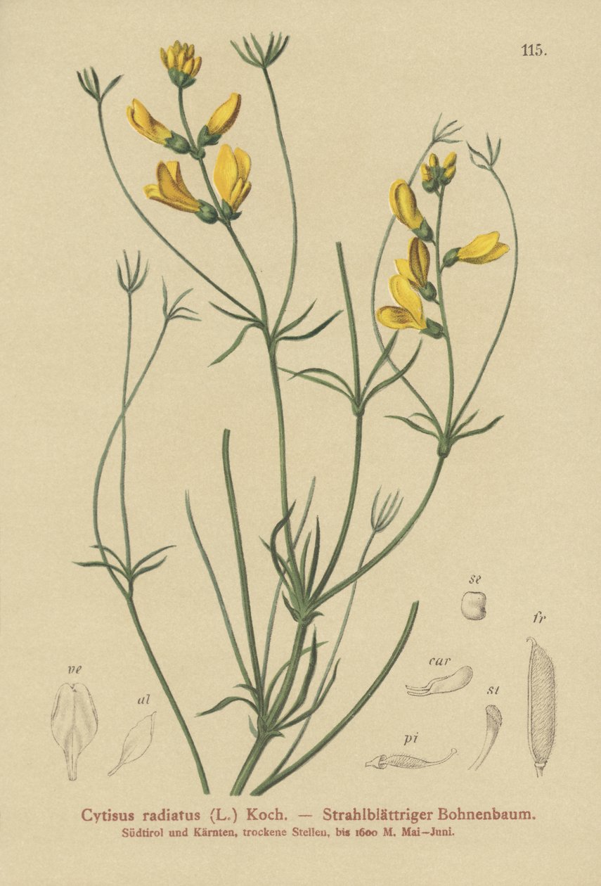 Rødbroget gyvel (Cytisus radiatus, Cytisanthus radiatus, Genista radiata) af German School